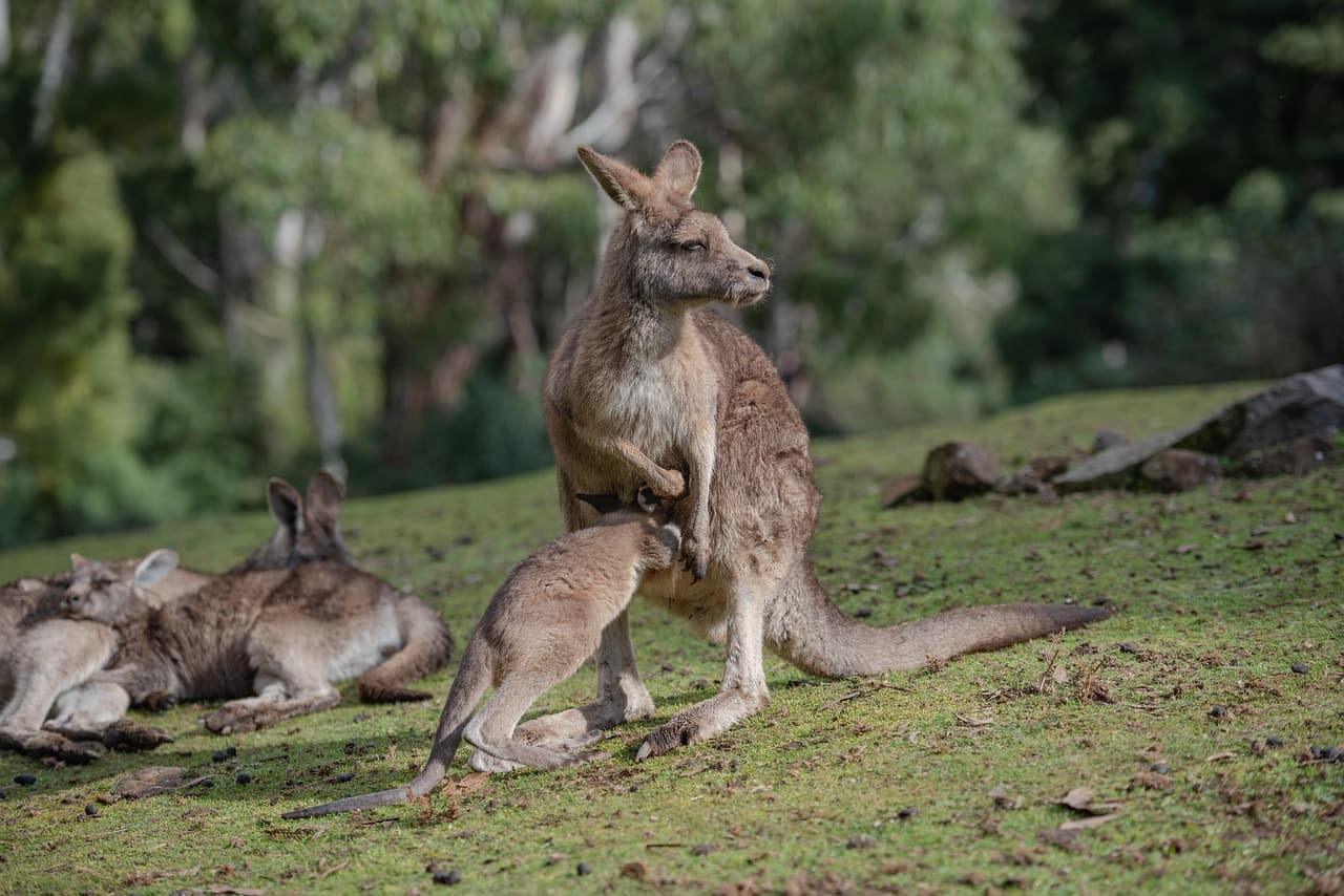 Wildlife