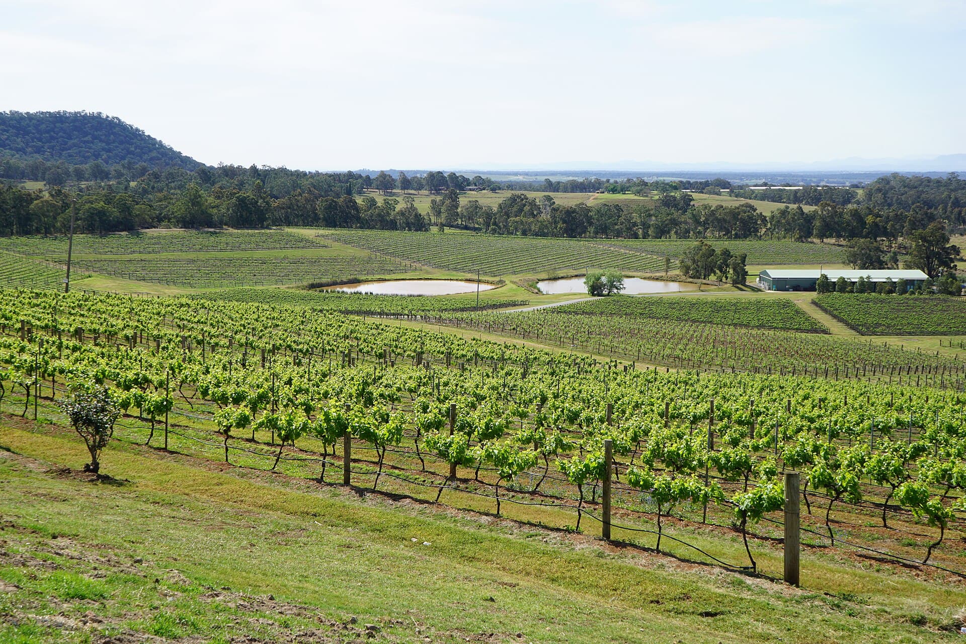 Hunter Valley vineyards